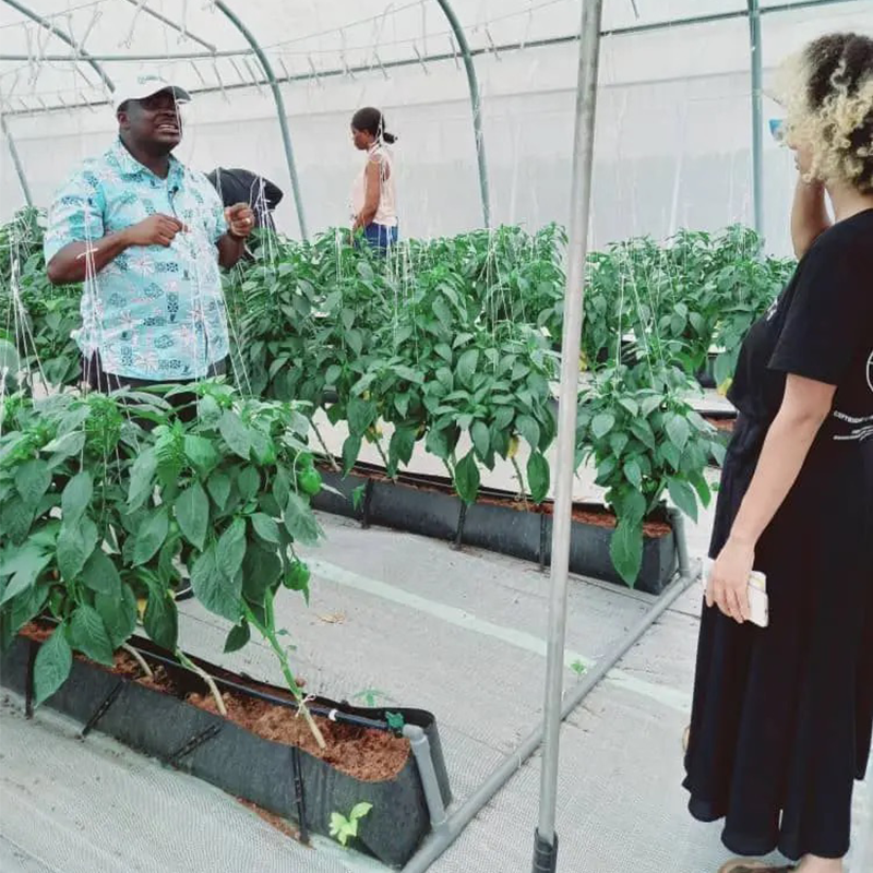 PP Soilless Cultivation Trough: Overcome Climate Challenges for Year-Round High Yield