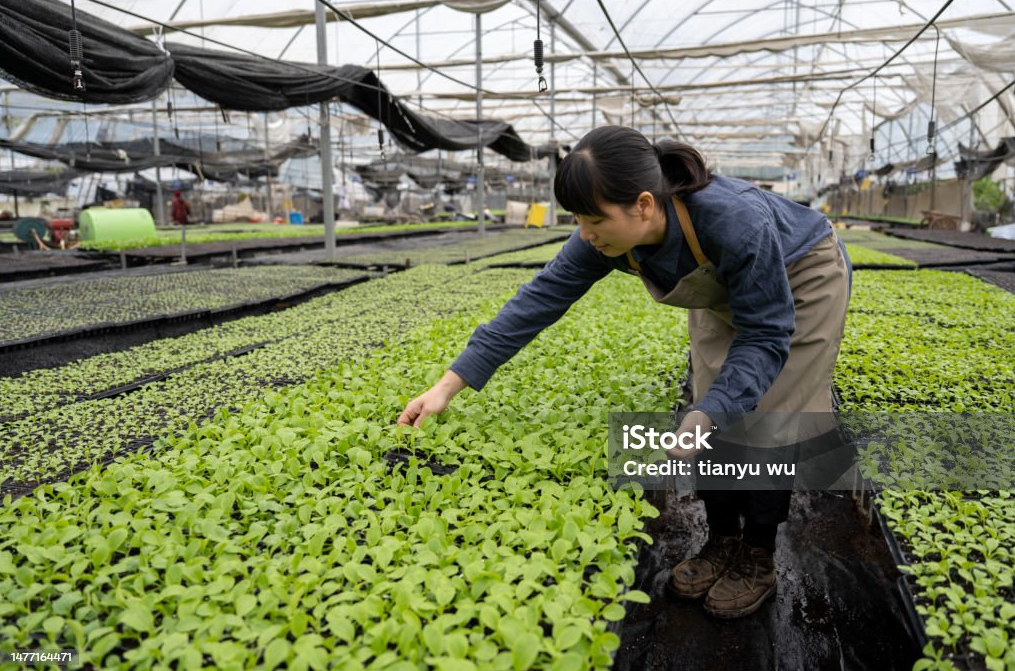 How Greenhouses Can Help You Grow Flowers Year-Round?cid=75 How Greenhouses Can Help You Grow Flowers Year-Round?cid=75