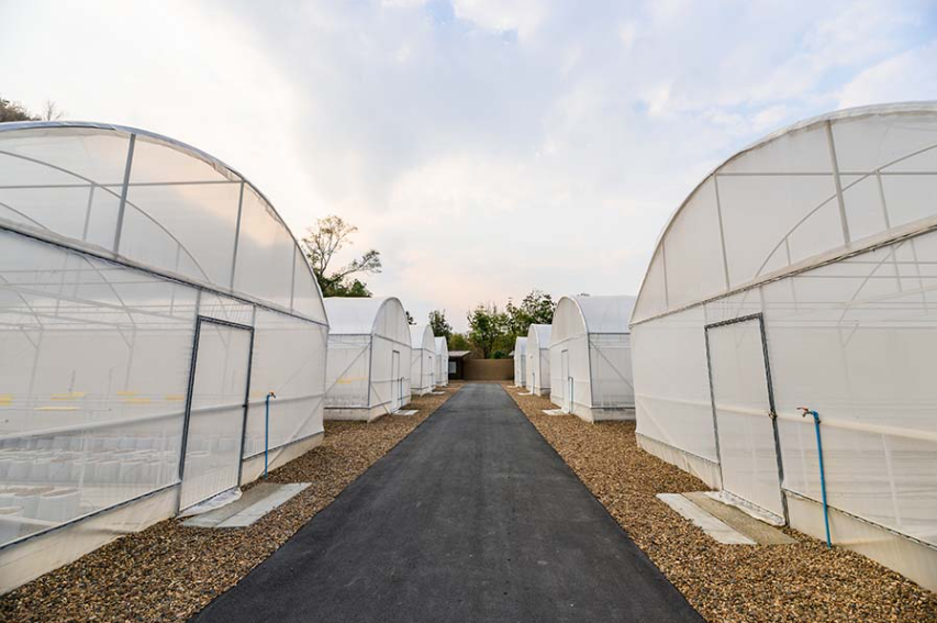Plastic Film Greenhouses vs. Traditional Farming: A Low-Cost, High-Efficiency Modern Growing Solution Plastic Film Greenhouses vs. Traditional Farming: A Low-Cost, High-Efficiency Modern Growing Solution