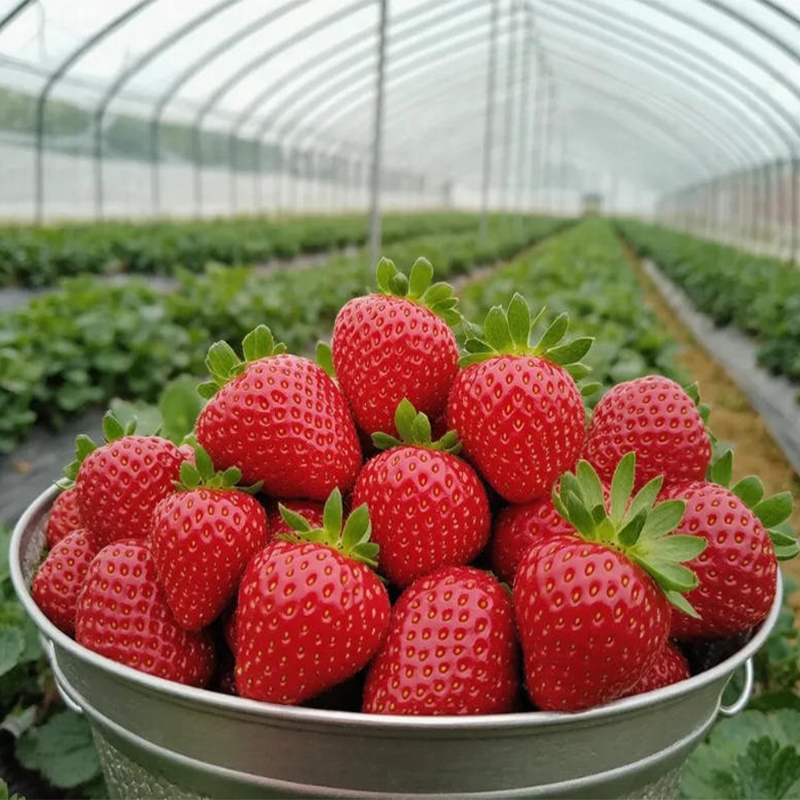 Integrated Water-Fertilization: The Key to Efficient Greenhouses Integrated Water-Fertilization: The Key to Efficient Greenhouses