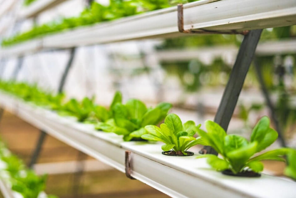 Unlock the Secrets of High Yields: A Detailed Guide to the 5 Most Common Hydroponic Greenhouse Systems (NFT/DFT/Aeroponics)