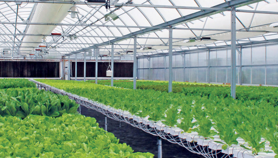 10 Key Steps and a Pitfall Avoidance Guide for Building a Commercial Hydroponic Greenhouse 10 Key Steps and a Pitfall Avoidance Guide for Building a Commercial Hydroponic Greenhouse