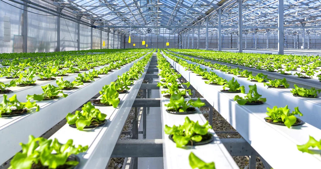 10 Key Steps and a Pitfall Avoidance Guide for Building a Commercial Hydroponic Greenhouse 10 Key Steps and a Pitfall Avoidance Guide for Building a Commercial Hydroponic Greenhouse