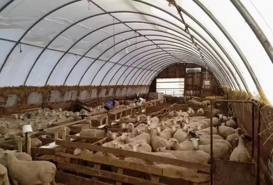 Comprehensive Guide to Livestock Greenhouses Comprehensive Guide to Livestock Greenhouses