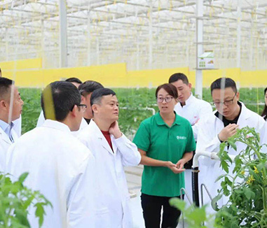 Jack Ma visited agricultural greenhouses and said, the current modern agricultural industry is like the Internet in the early 21st century.