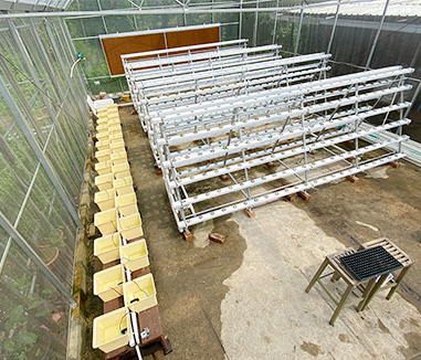 Kunyu Hydroponic System Project In Singapore