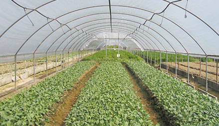 Hoop House