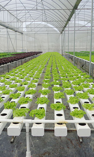 Hydroponic Greenhouse