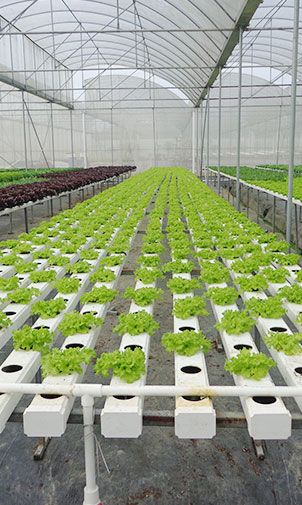 Hydroponic Greenhouse