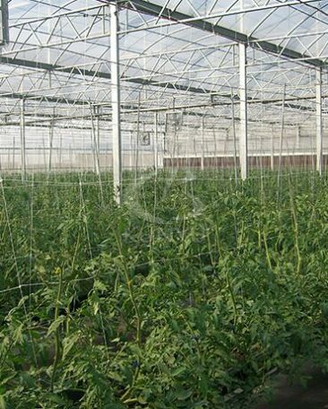 Vegetable Greenhouse