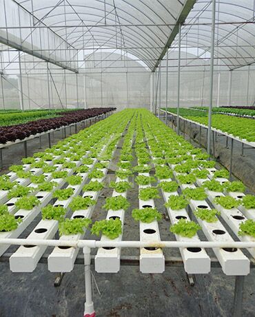 Hydroponic Greenhouse