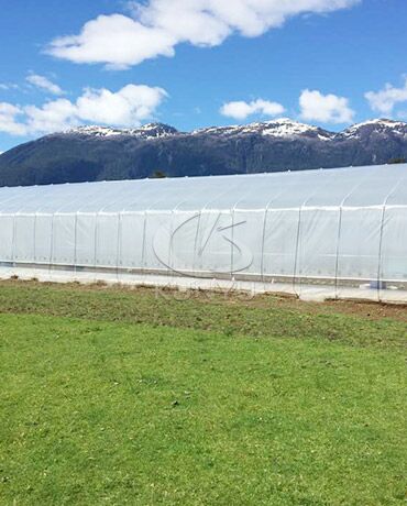 Tunnel Greenhouse Hydroponic in Chile 2016