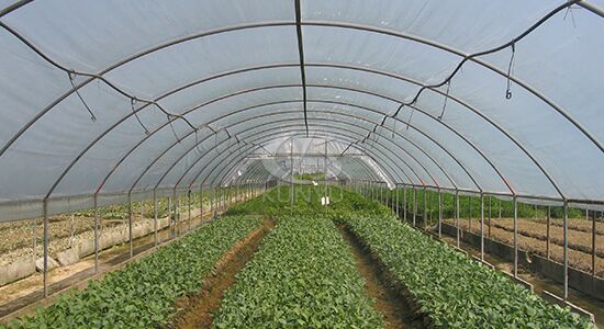 Hoop House