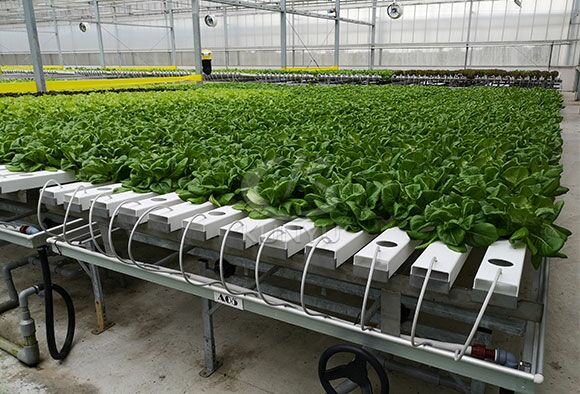 Hydroponic Garden