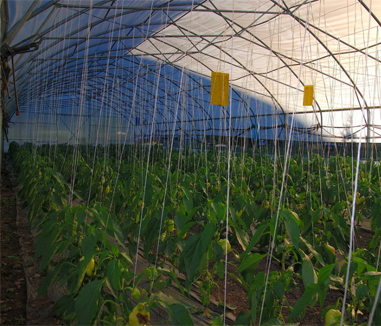 You Can Grow in the Open Air, Why Do You Need a Greenhouse?