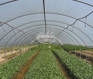 Which Would You Choose a Hoop House or Greenhouse?