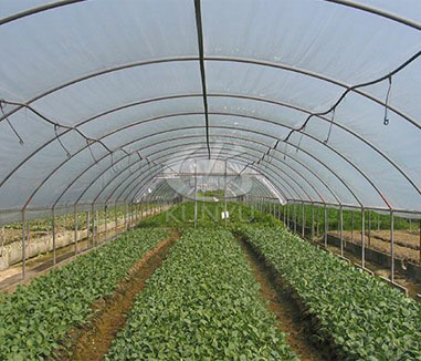 What Type of Greenhouse Is Right for Your Needs?