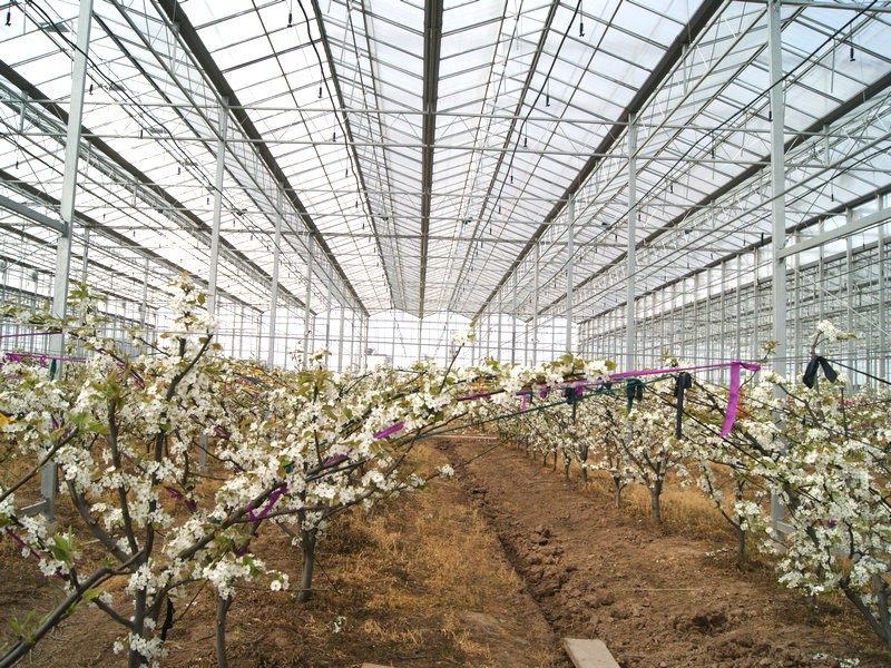 Do Plants Grow Better in a Greenhouse or Outside?