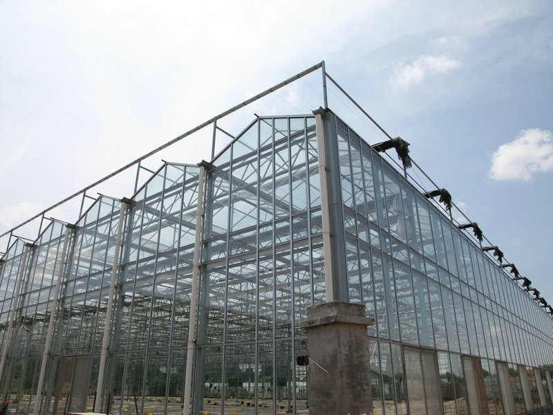 What is the most profitable tomato to grow?