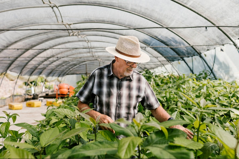 Choosing the Right Greenhouse Supplier: Key Factors for Building Long-Term Partnerships