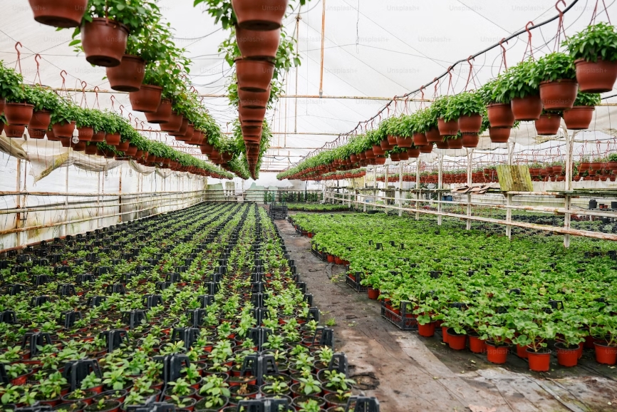 Greenhouse Selection Guide for Different Climate Regions: Finding the Best Solution for Your Area