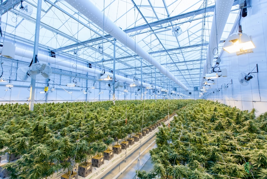 Best Greenhouse for Commercial Vegetable Farming