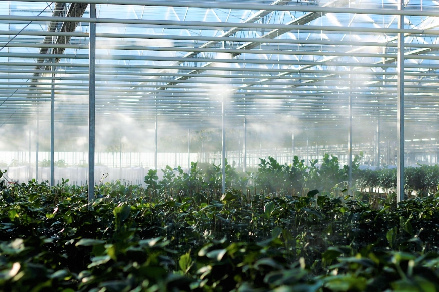 What's the Cheapest Way to Build a Greenhouse?