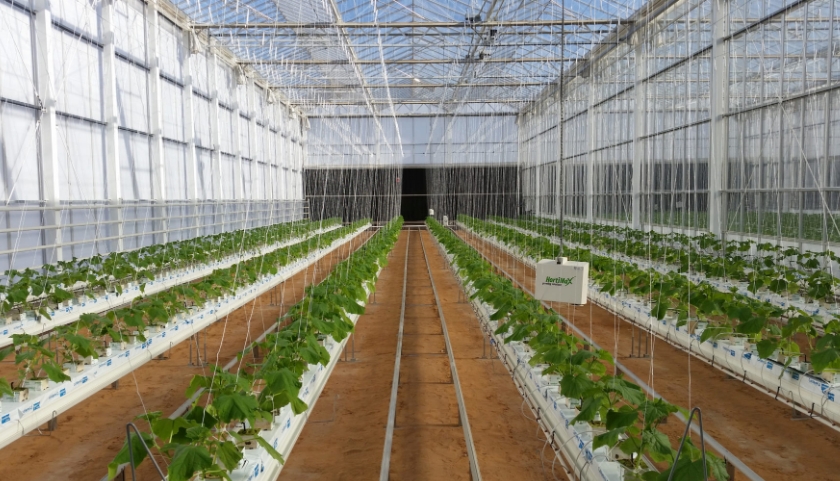 Climate-Smart Greenhouse Design Solutions for All Seasons