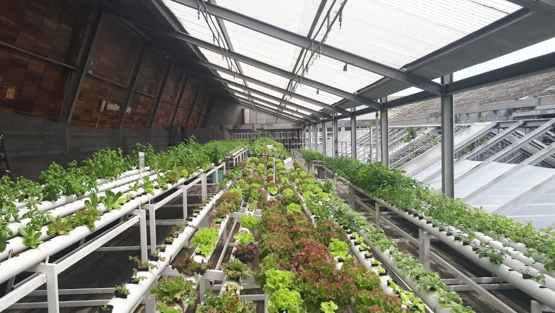 Wholesale Greenhouse Solutions: Bulk Buying Options for Distributors and Growers