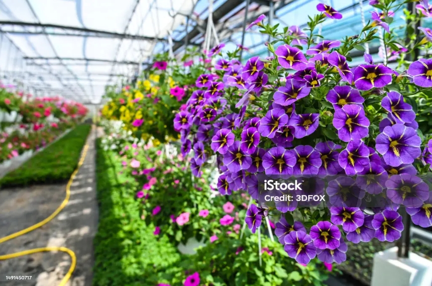 What problem does greenhouse cause?