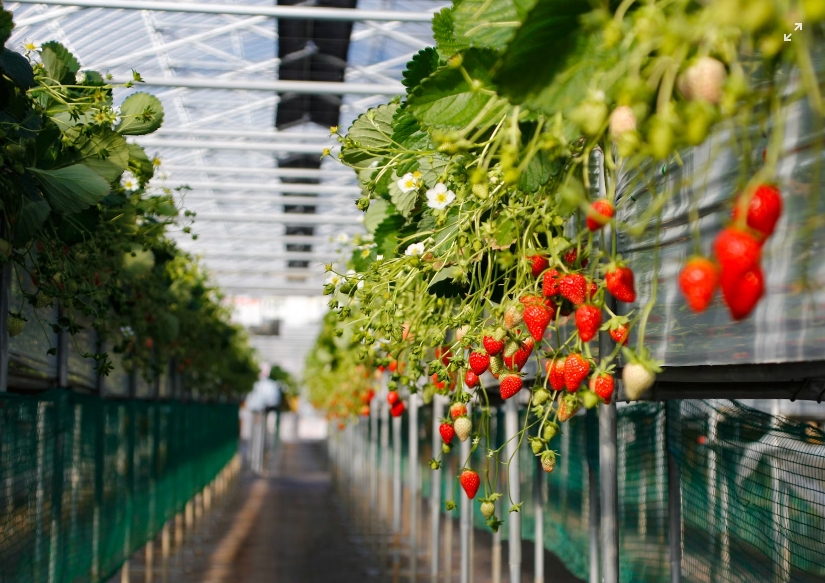 How Do You Choose the Right Nursery Greenhouse for Commercial Propagation?