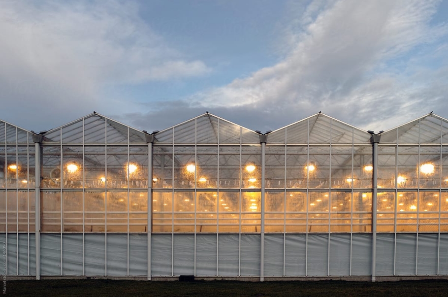 When do commercial greenhouses start seeds？