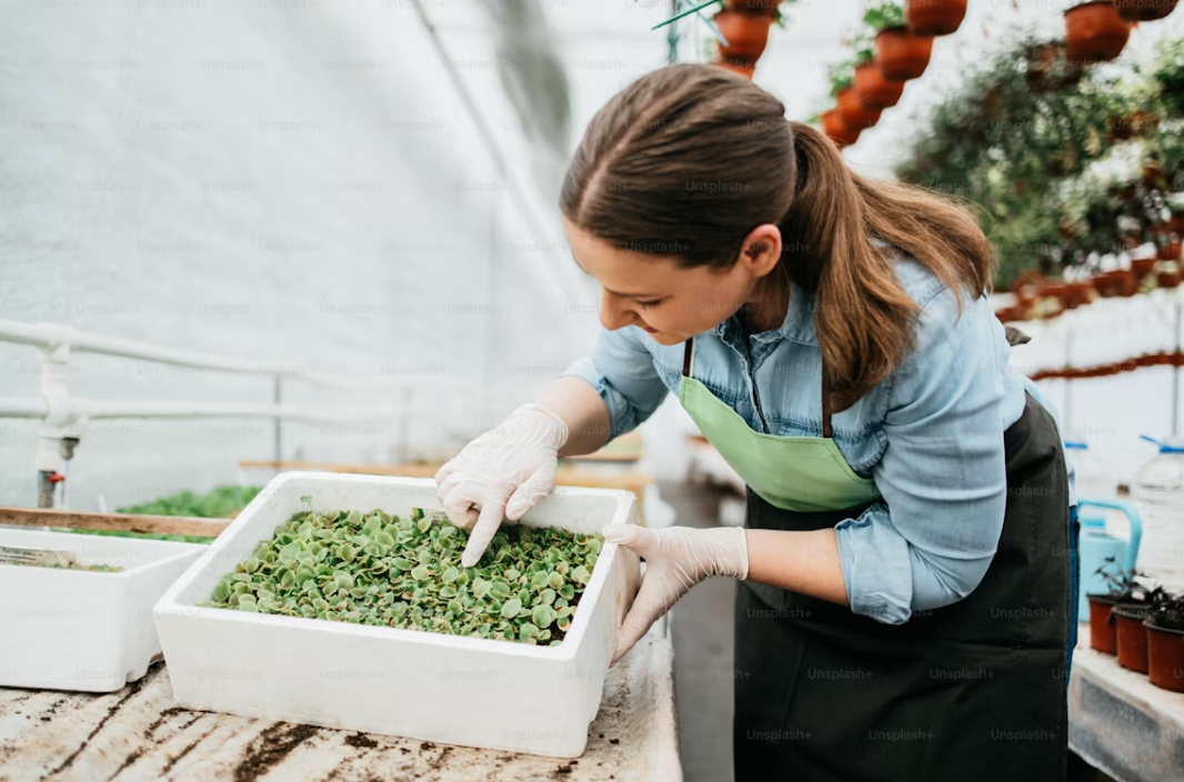 What are the advantages of using a greenhouse for growing crops?