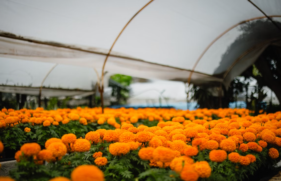Greenhouse Farming vs Traditional Farming