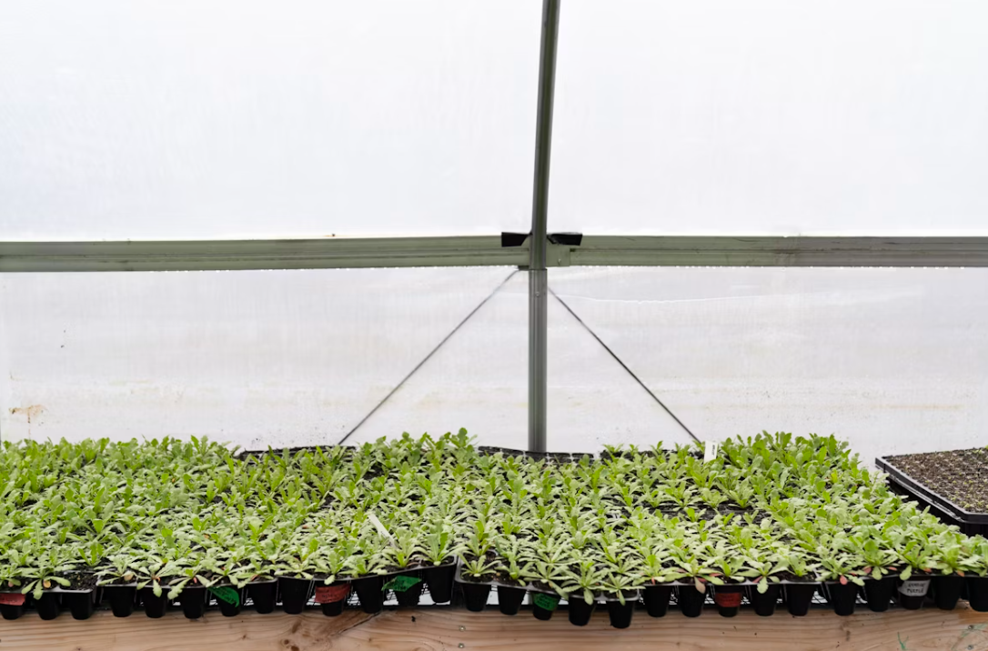 What is basic principle of greenhouse farming?