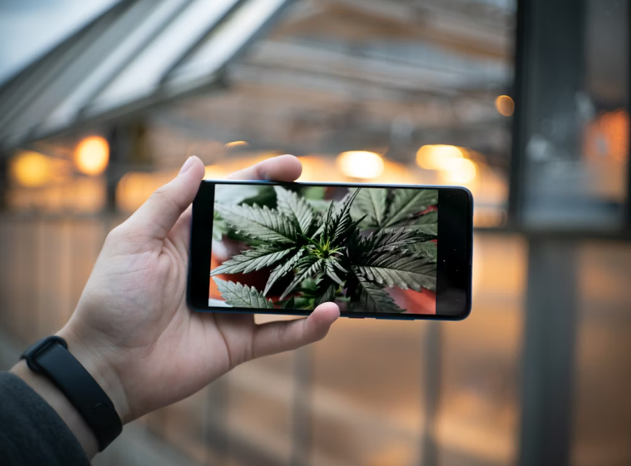 What Makes Polycarbonate Sheets Ideal for Greenhouses?