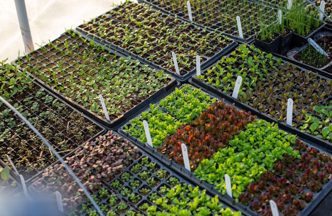 What Is the Best Greenhouse Floor Covering for Your Crops?
