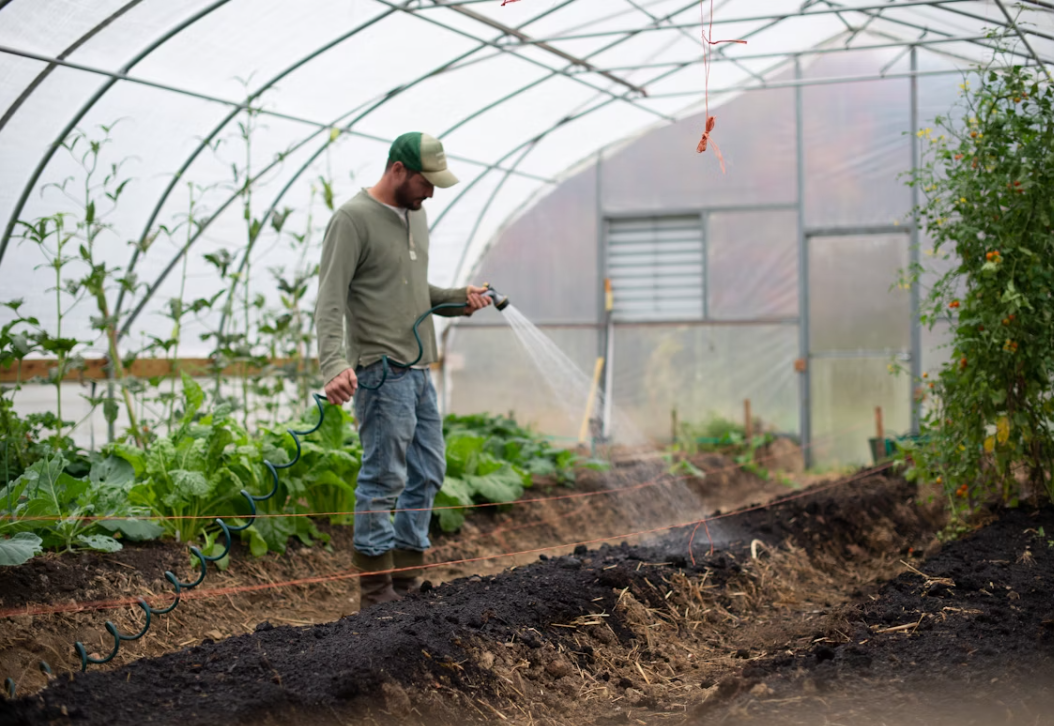 Can Tomatoes Survive in an Unheated Greenhouse?