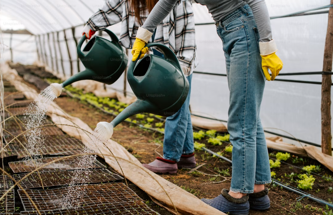 How to Build a High-Efficiency Seedling Greenhouse?