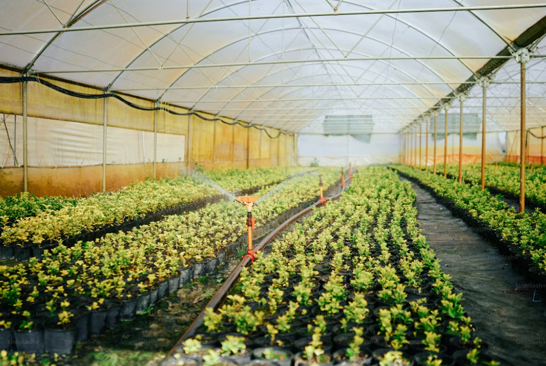 What Is a Multispan Greenhouse?
