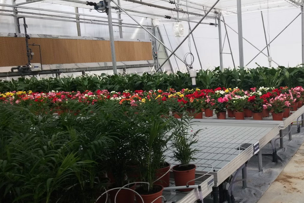 how to start a greenhouse nursery business？