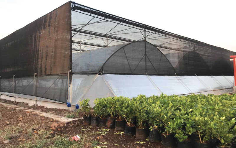 What Is a Multispan Greenhouse?