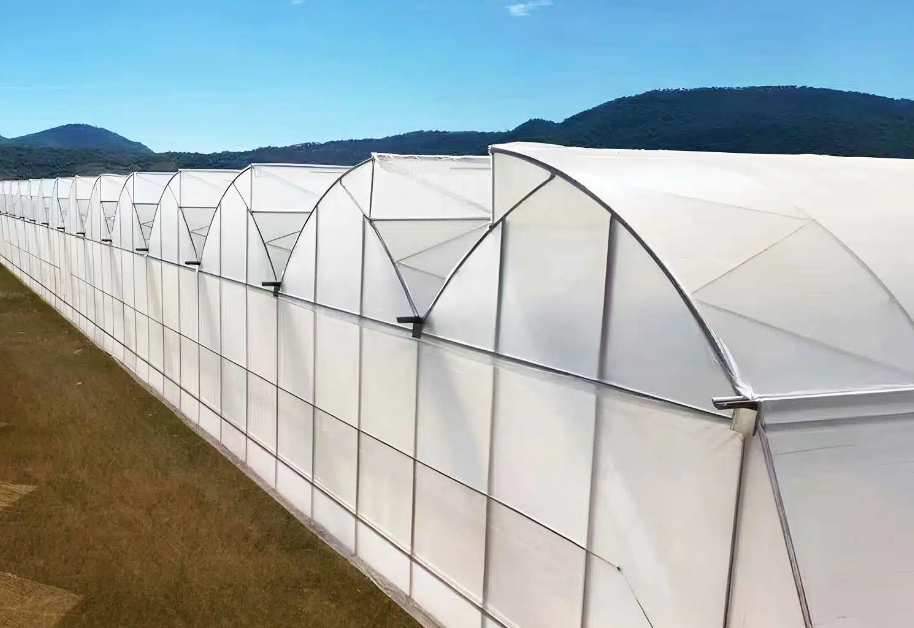 how long do tomato plants live in a greenhouse?