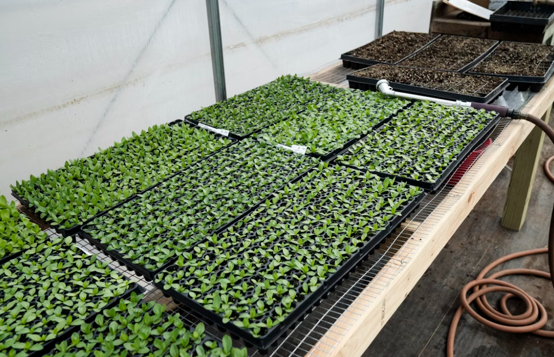 How long can outdoor plants stay in nursery pots?