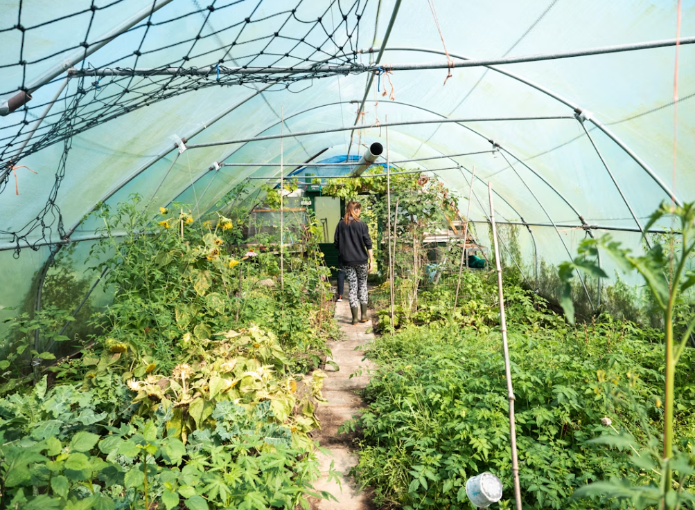 Greenhouse Farming in Mauritius: Tackling Climate Challenges for Year-Round Harvests