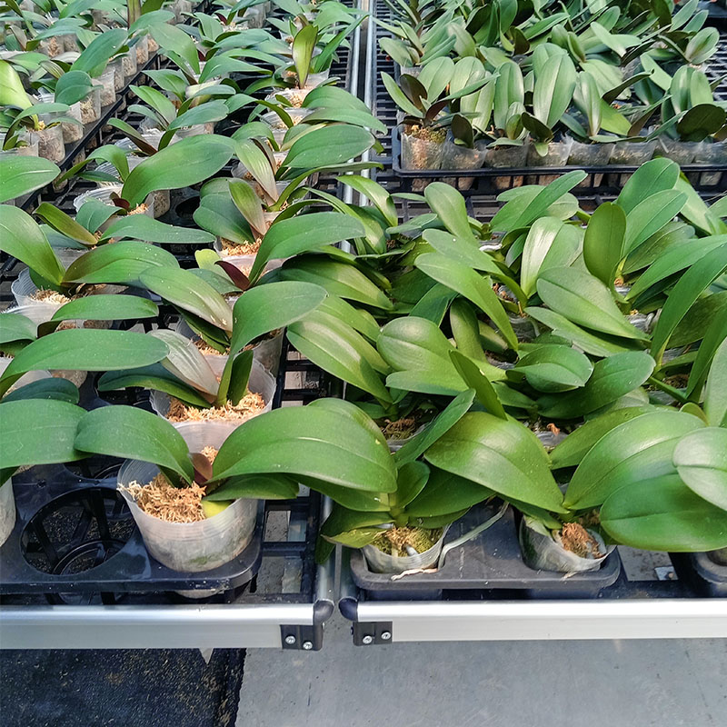 Key Environmental Control Points for Growing High-Value Fruits & Vegetables (e.g., Strawberries, Blueberries, Cherry Tomatoes) in Greenhouses