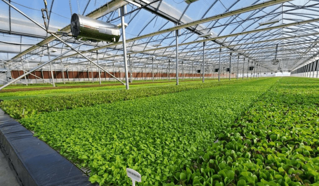 Hydroponic Greenhouse Maintenance: Maximize Efficiency & Extend Lifespan