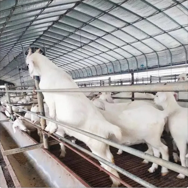 Comprehensive Guide to Livestock Greenhouses