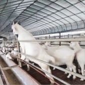 Comprehensive Guide to Livestock Greenhouses