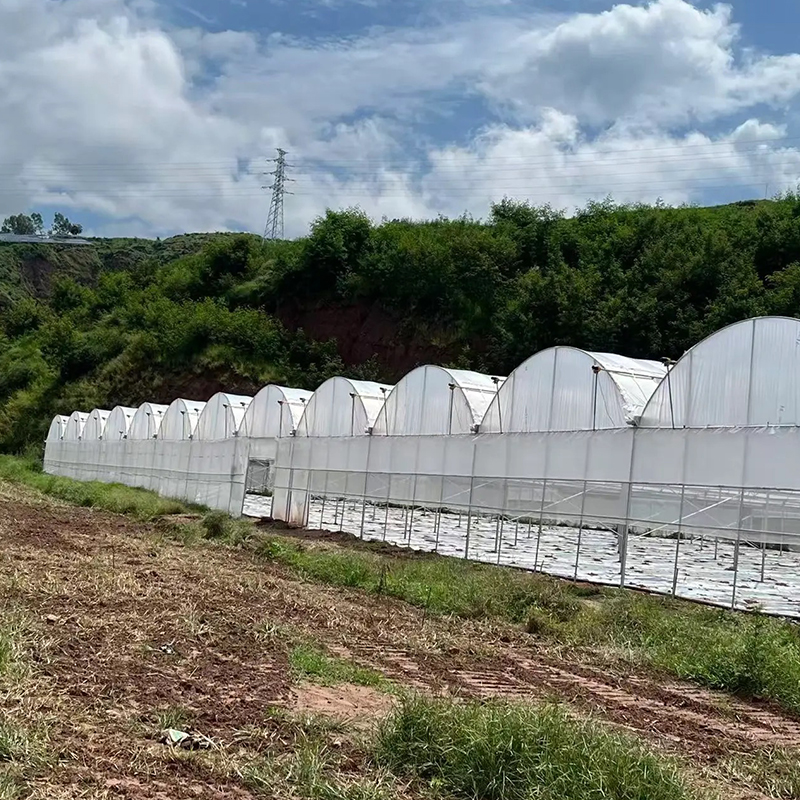 What Is a Vegetable Greenhouse?